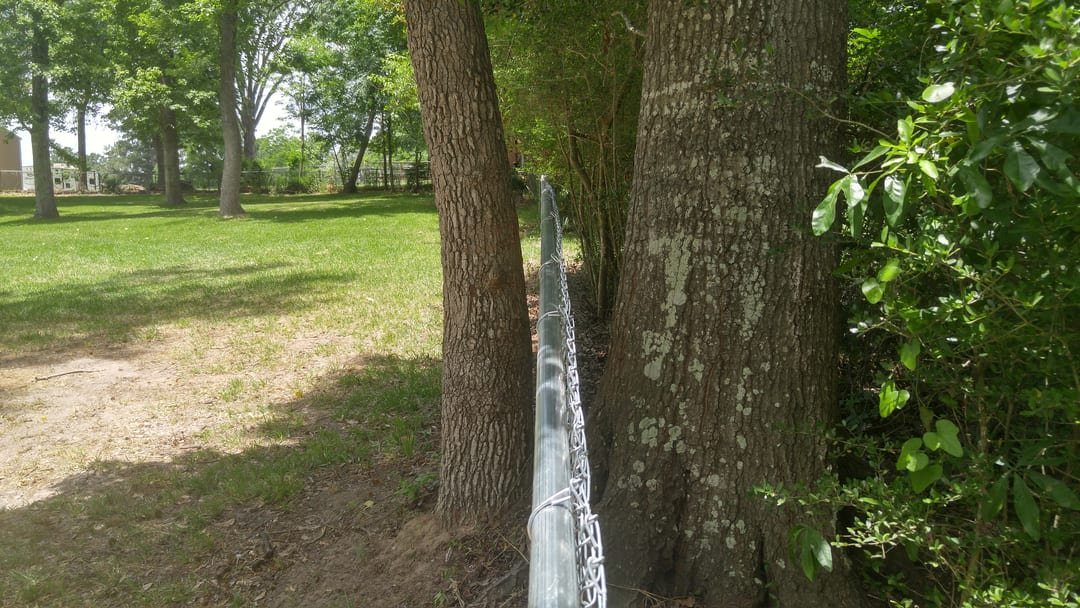 Chain link fence built around standing trees
